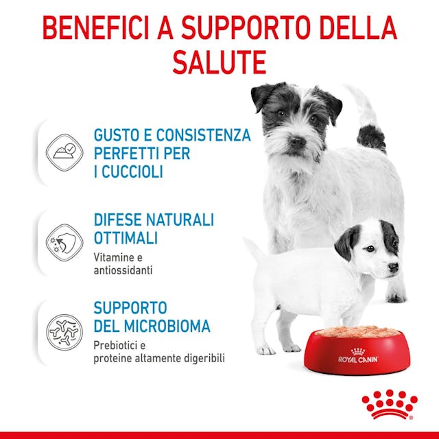 6x195g  Royal Canin Starter Mousse Mother & Babydog
