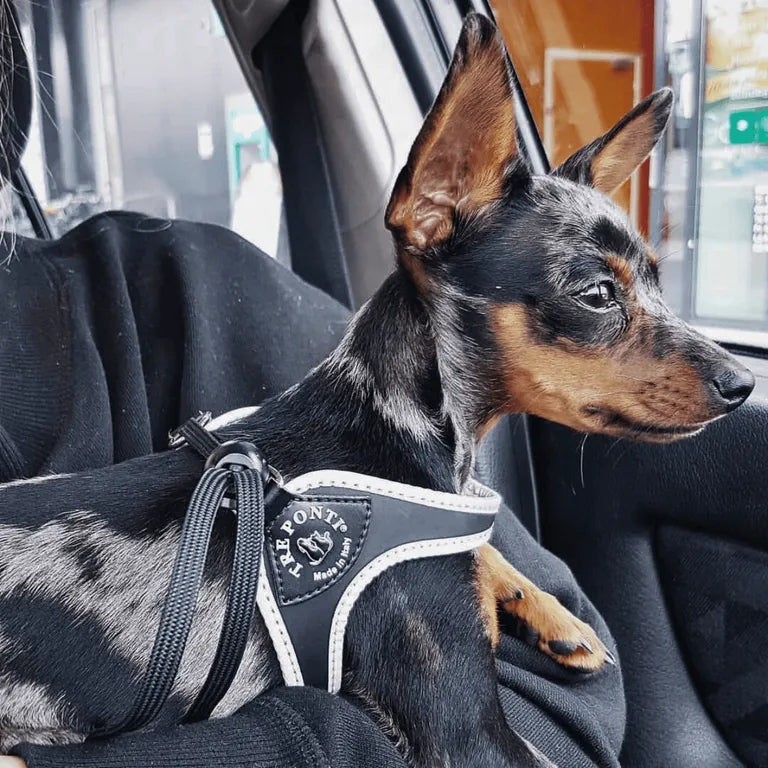 Pettorina Tre Ponti Easy Fit Original azzurro nero taglia 1.5 per cani piccoli e gatti