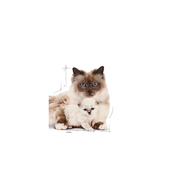 Royal Canin Mother & Babycat Mousse per Gatti 195gr